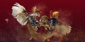 Thông tin về đá gà NEW88