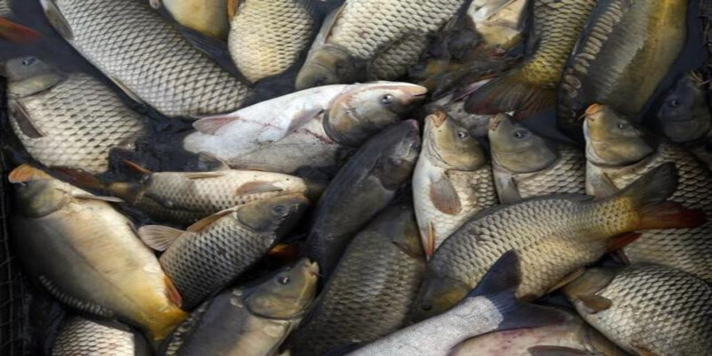 Giải mã giấc mơ bắt cá báo hiệu điềm báo gì trong tương lai 2 Mơ bắt nhiều cá rô phi, rô đồng