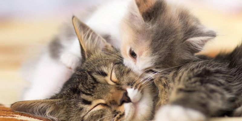 Ý nghĩa giấc mơ thấy mèo con