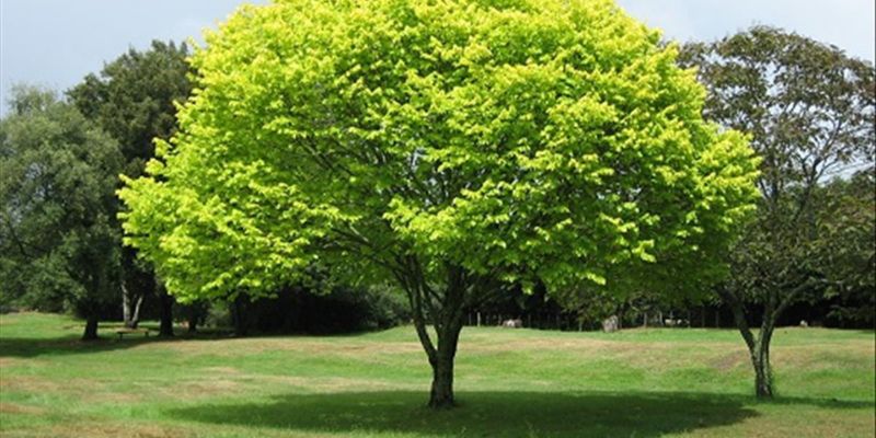 Những giấc mơ thấy cây mang ý nghĩa gì?