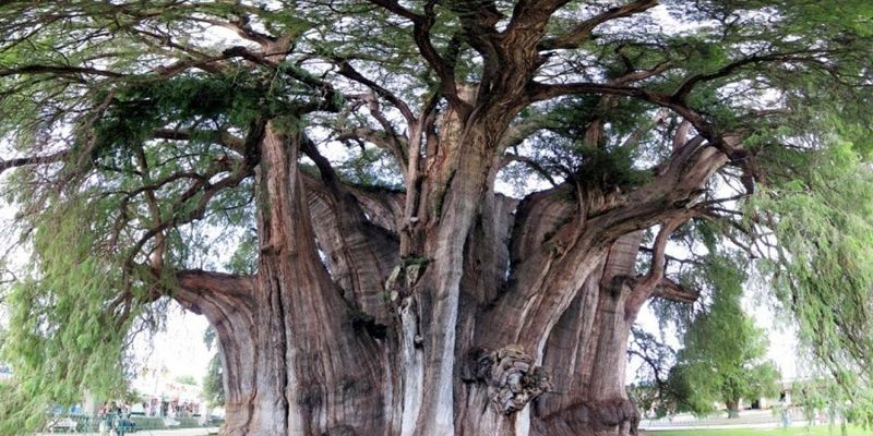 Mơ thấy cây thì nên đánh số mấy?