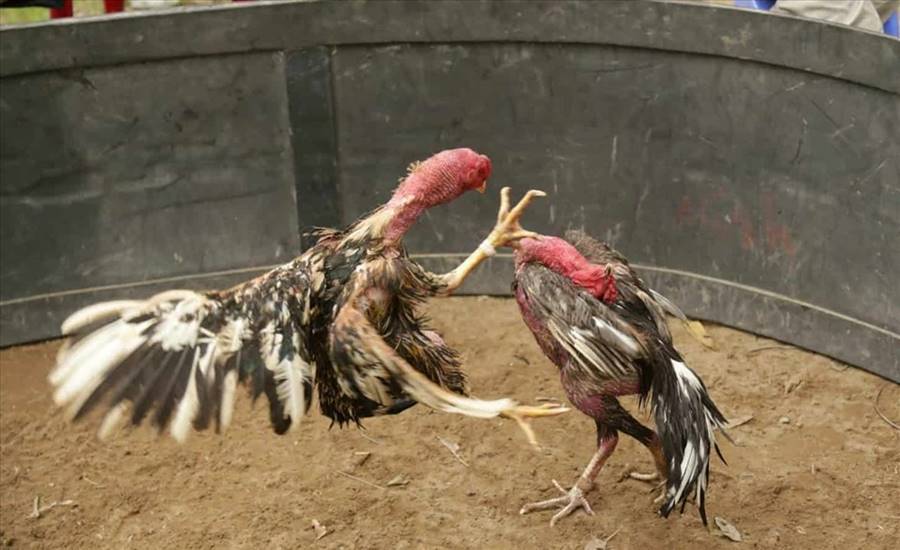 Chăm sóc gà đá Mộc Bài theo kỹ thuật huấn luyện