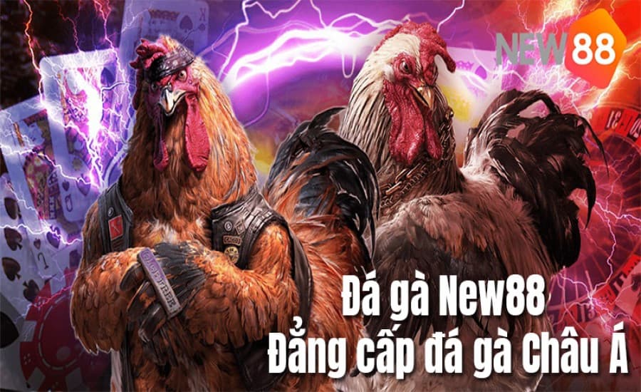 Tham gia trải nghiệm đá gà New88 