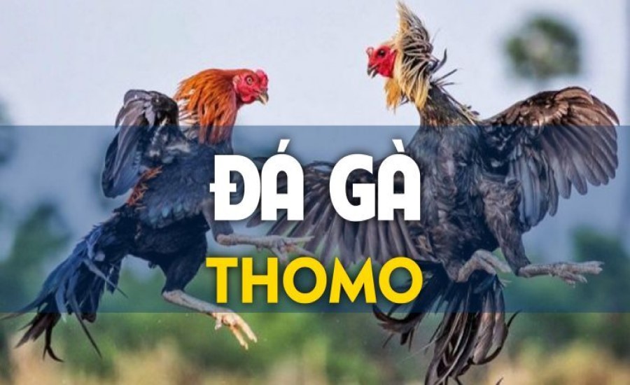 Thế nào là đá gà Thomo? 
