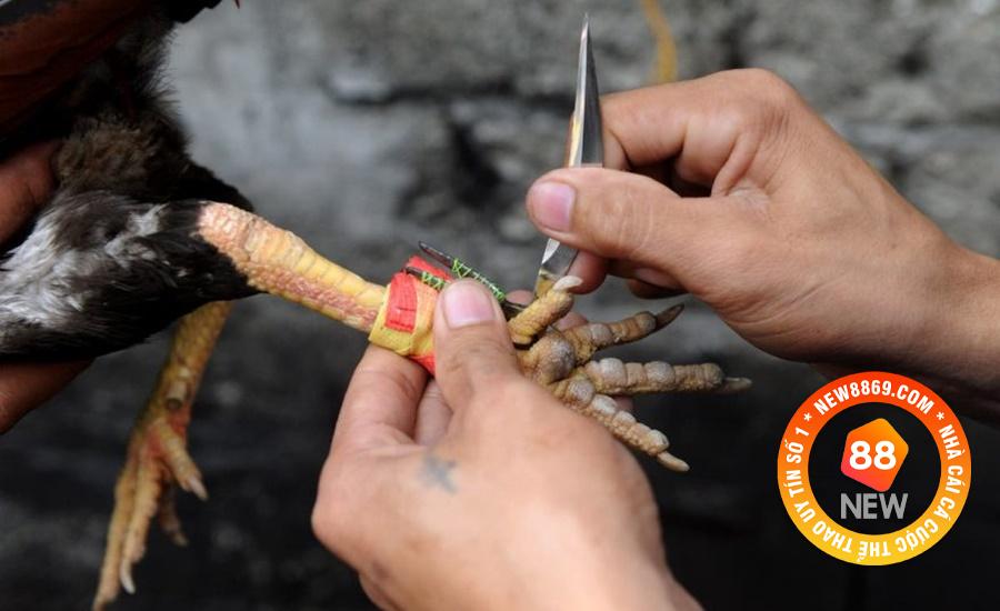 Sang Campuchia Đá Gà Và Tất Tần Tật Vấn Đề Xoay Quanh 2 Các vấn đề về tiền bạc khi sang Campuchia đá gà