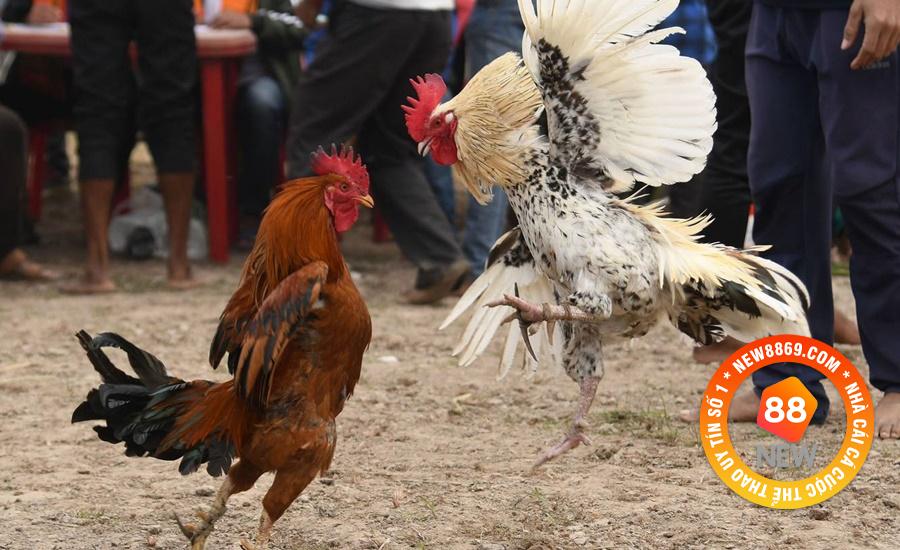 Chi tiết luật chơi chọi gà cựa sắt.