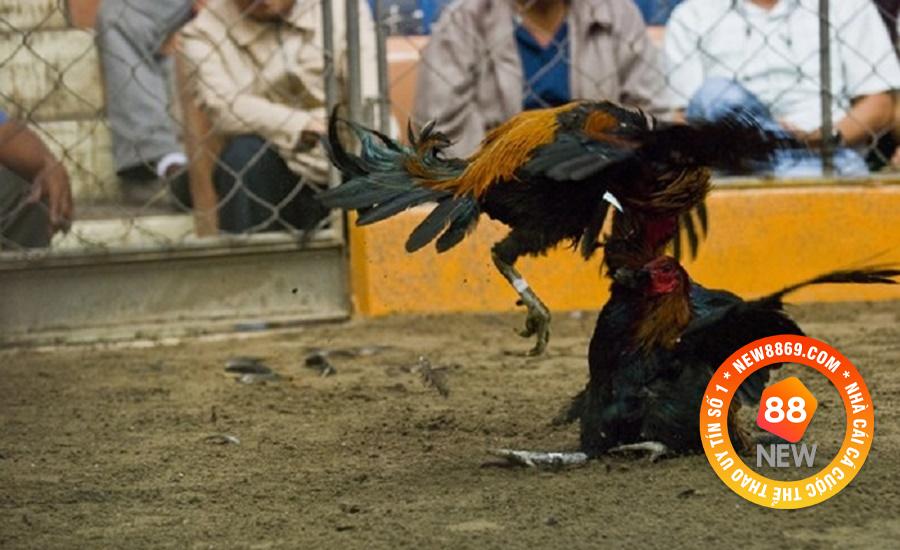 Chi tiết những quy định chơi đá gà chọi tại miền Bắc.