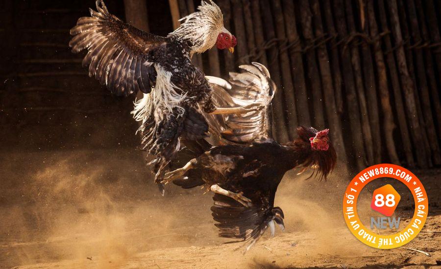 Giới thiệu Đá Gà WS168 New88 và 3 mẹo chơi hữu ích 4 Quy trình cá cược đá gà tại sảnh chuẩn ở nhà cái