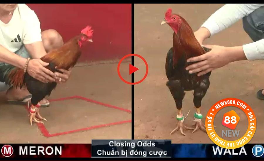 Sang Campuchia Đá Gà Và Tất Tần Tật Vấn Đề Xoay Quanh 3 Không am hiểu cách đặt cược khi sang Campuchia đá gà