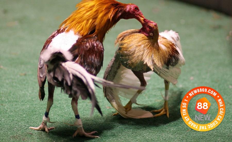 Luật chọi gà tại miền Nam quy định những gì?